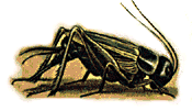 a cricket