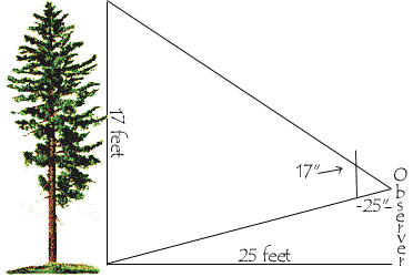measuring a tree